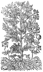 Patata