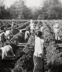 Preparazione dei canali di irrigazione in una piantagione di zucchero, Giava, Indie orientali olandesi, 1927