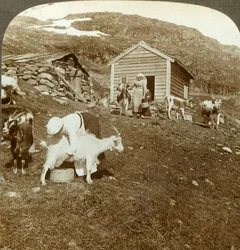Ragazze norvegesi che accudiscono mucche e capre sui monti Haukeli, Norvegia, c1905