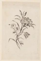 Stampa