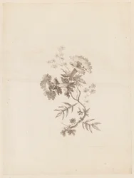 Stampa