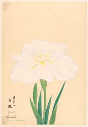 Stampa, Cascata bianca (Shirataki), n. 28