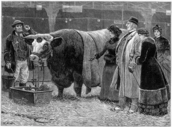 Toro da premio, 1883