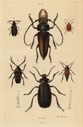 Psalidognathus friendii, Madre de la Culebra, Acanthinodera cumingii, Allocerus dilaticorne, Callipogos barbatus, Anacolus sanguineus e Prionus flavipennis