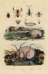 Pseudoscorpione, Chthonius orthodactylus 1, Octyptera bicolor 2, polpo pelagico tubercolato, Ocythoe tuberculata 3, e falso scarabeo dell