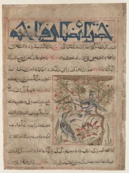 Qualità delle tortore recto, sui benefici delle quaglie verso..., c. 1300
