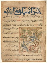 Qualità delle tortore, recto da Manafi al-Hayawan Sull
