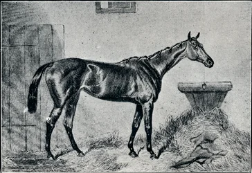 Regina Bertha, XIX secolo, 1911