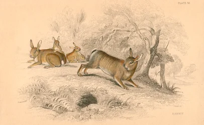 Coniglio Oryctolagus cuniculus, 1828