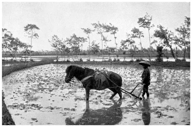 Rastrellare un campo di riso, Giappone, 1904