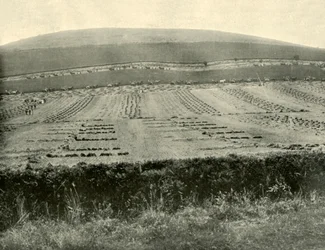 Competizione di mietitura e legatura, Mount Blowhard, vicino a Ballarat