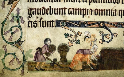 Mietitura e legatura dei covoni dal Luttrell Psalter, ca 1330