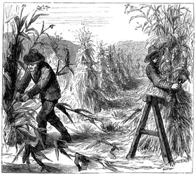 Mietitura e raccolta del grano per asciugare, Lago Drie, Canada, 1880