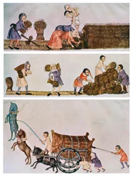 Mietitura, trasporto e carico, c1300-1340, c1900-1920