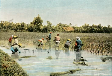 Raccolta del riso, 1900