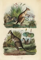 Canguro rosso, Macropus rufus, canguro grigio orientale, Macropus giganteus, e wallaby scuro, Thylogale brunii
