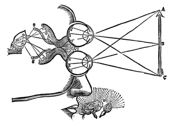 Illustrazione di René Descartes sulla coordinazione dei sensi, 1692