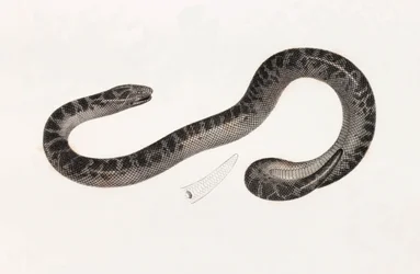 Rettili: un serpente del Delta Libro: 
