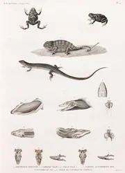 Rettili: serie di illustrazioni di rettili