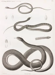 Rettili: serie di illustrazioni di serpenti