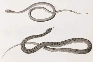 Rettili: due immagini ravvicinate di illustrazioni di serpenti