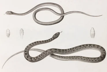 Rettili: due immagini ravvicinate di illustrazioni di serpenti