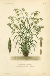Erba di salvataggio, o bromo di Schrader, Bromus catharticus, Bromus schraderi