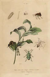 Weevil Rhigus, Platyoma e Cyphus, millepiedi ispido, Polyxenus lagers e sigillo di re Salomone, Polygonatum odoratum