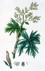 Rabarbaro, 1823
