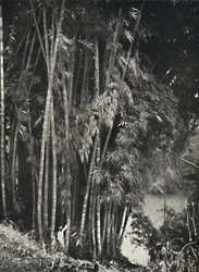 Riesenbambus Dendrocalamus giganteus a Peradeniya presso Kandy, 1926