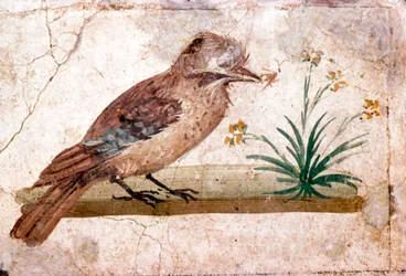 Affresco romano di una ghiandaia da Boscoreale vicino a Pompei