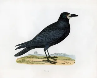 Corvo, XIX secolo