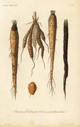 Ortaggi a radice, racines et tubercule alimentaires