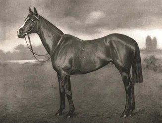 Ross, 1911