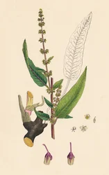 Rumex sanguinens. Bistorta sanguigna
