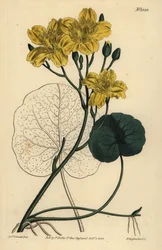 Fagiolo di palude, Menyanthes sarmentosa