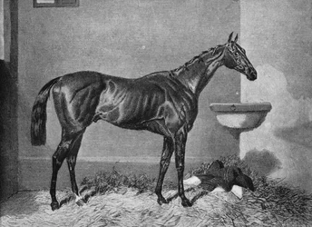 Russborough, XIX secolo, 1911