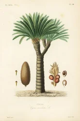 Palma di sago, Cycas revoluta