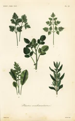 Erbe per insalata
