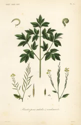 Ortaggi a foglia per insalata, plants pour salads et condiments