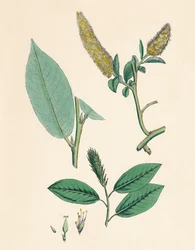 Salix pentandra. Salice a foglia di alloro, XIX secolo