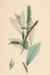 Salix phylicifolia, var. radicans. Salice a foglie di tè, var. a.