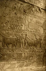Saqqara - Tomba di Ptahotep - Decorazione murale, c1918-c1939