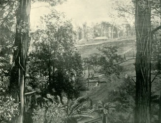Scena a Upper Gembrook, Victoria, 1901