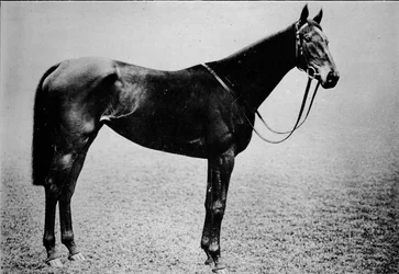 Scettro, 1899-1926, 1911