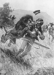 Il missionario e esploratore scozzese David Livingstone attaccato da un leone, Africa, XIX secolo