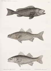 Serran Tauvin; Persica Noct e Persica Sinueuse