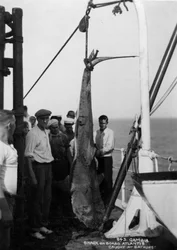 Squalo a bordo della nave da crociera Atlantis, catturato al largo di Bathurst, Gambia, XX secolo