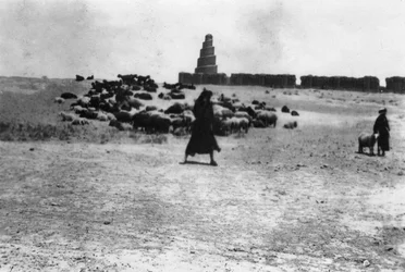 Pecore che pascolano fuori Samarra, Mesopotamia, 1918