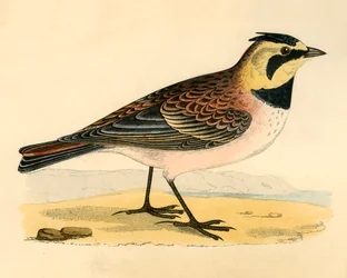 Allodola di riva
